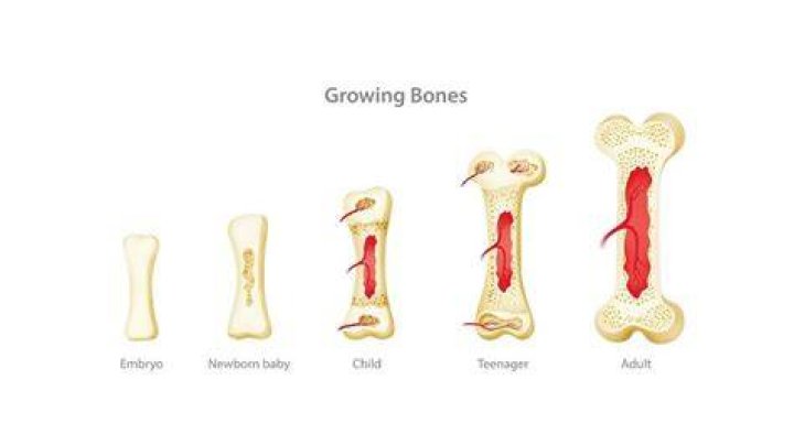 Do bones grow back together?