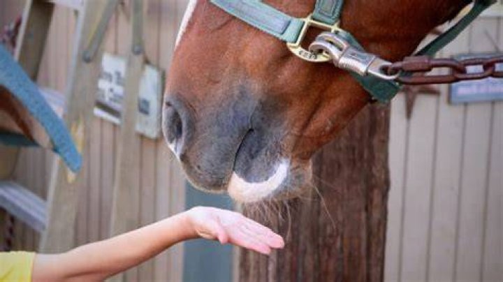 Do horses bite off fingers?