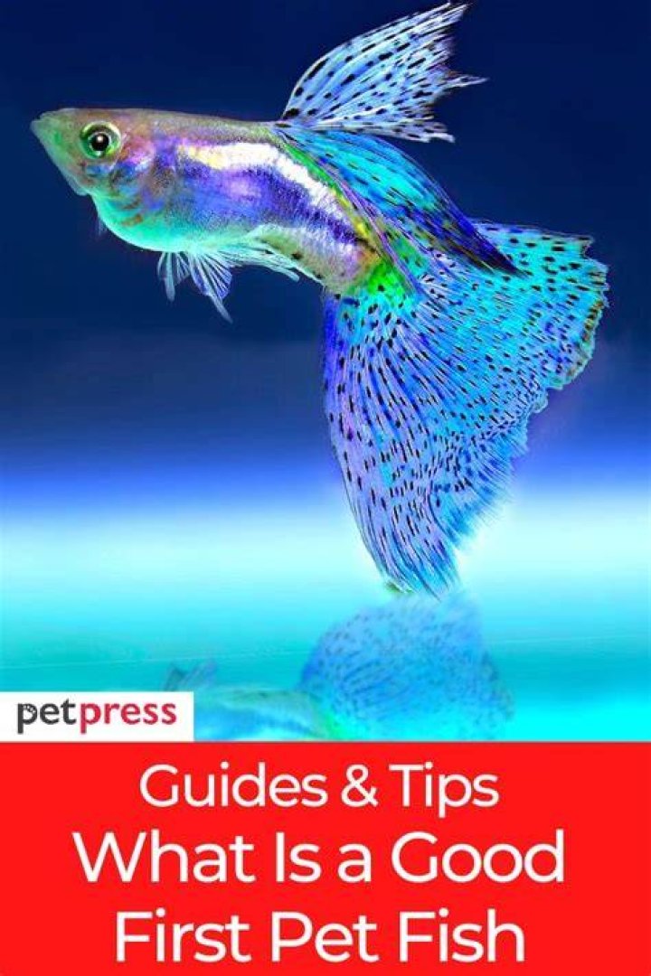 What is a good first pet?